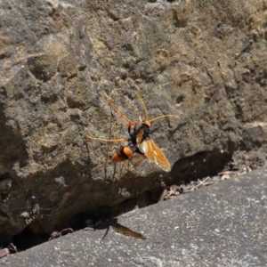 Cryptocheilus sp. (genus) at Acton, ACT - 3 Dec 2021