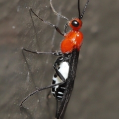 Braconidae (family) (Unidentified braconid wasp) at ANBG - 3 Dec 2021 by TimL