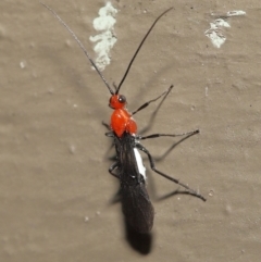 Braconidae sp. (family) at Acton, ACT - 3 Dec 2021