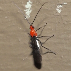 Braconidae (family) at Acton, ACT - 3 Dec 2021