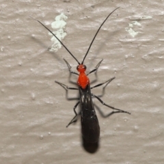 Braconidae (family) at Acton, ACT - 3 Dec 2021 12:07 PM