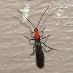 Braconidae (family) at Acton, ACT - 3 Dec 2021