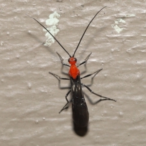 Braconidae sp. (family) at Acton, ACT - 3 Dec 2021
