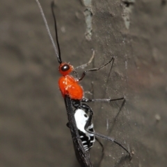 Braconidae sp. (family) at Acton, ACT - 3 Dec 2021