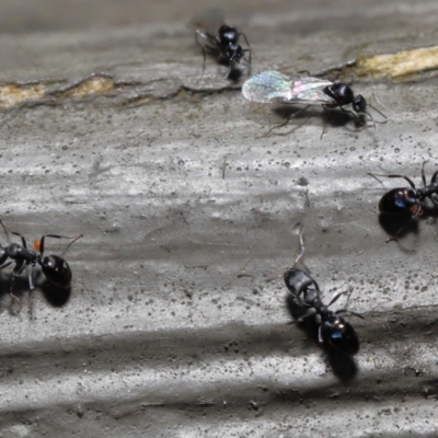 Acari (informal subclass) (Unidentified mite) at Acton, ACT - 3 Dec 2021 by TimL