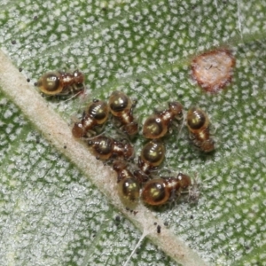 Symphypleona sp. (order) at Acton, ACT - 3 Dec 2021