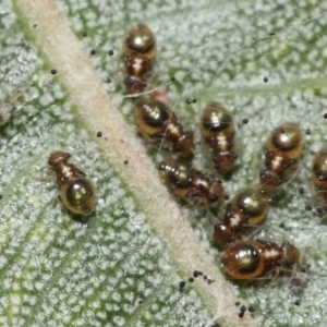 Symphypleona sp. (order) at Acton, ACT - 3 Dec 2021