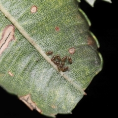 Symphypleona sp. (order) at Acton, ACT - 3 Dec 2021