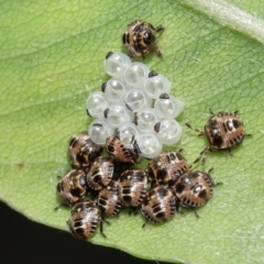 Pentatomoidea (superfamily) (Unidentified Shield or Stink bug) at ANBG - 3 Dec 2021 by TimL