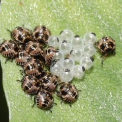 Pentatomoidea (superfamily) at Acton, ACT - 3 Dec 2021