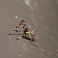 Caedicia simplex at Acton, ACT - 3 Dec 2021 01:51 PM