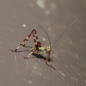 Caedicia simplex at Acton, ACT - 3 Dec 2021