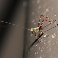 Caedicia simplex at Acton, ACT - 3 Dec 2021 01:51 PM