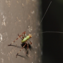 Caedicia simplex at Acton, ACT - 3 Dec 2021 01:51 PM