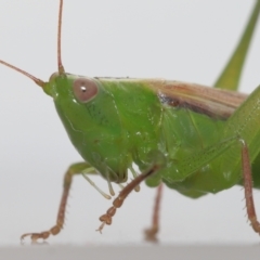 Conocephalomima barameda (False Meadow Katydid, Barameda) at Evatt, ACT - 4 Dec 2021 by TimL