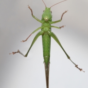 Conocephalomima barameda at Evatt, ACT - 4 Dec 2021 05:04 PM