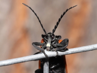 Porrostoma rhipidium (Long-nosed Lycid (Net-winged) beetle) at Acton, ACT - 3 Dec 2021 by TimL