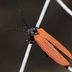 Porrostoma rhipidium at Acton, ACT - 3 Dec 2021