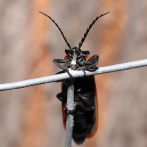 Porrostoma rhipidium at Acton, ACT - 3 Dec 2021