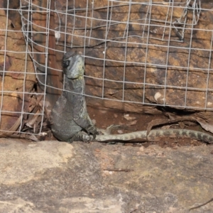 Intellagama lesueurii howittii at Acton, ACT - 5 Dec 2021 12:07 PM