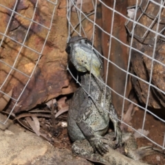 Intellagama lesueurii howittii at Acton, ACT - 5 Dec 2021 12:07 PM