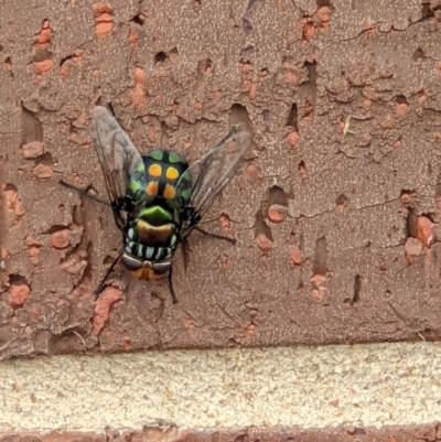 Rutilia (Ameniamima) sp. (genus & subgenus) (A Bristle fly) at Albury - 6 Dec 2021 by ChrisAllen