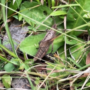 Goniaea australasiae at Yaouk, NSW - 5 Dec 2021