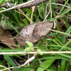 Goniaea australasiae at Yaouk, NSW - 5 Dec 2021 12:08 PM