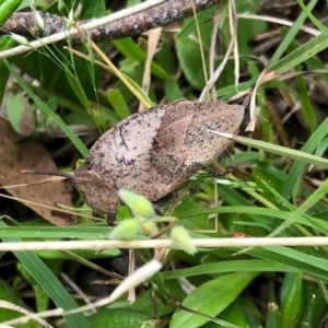 Goniaea australasiae at Yaouk, NSW - 5 Dec 2021