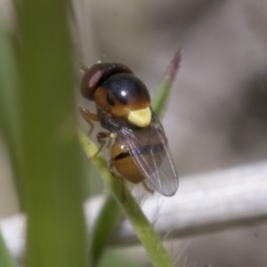 Chloropidae (family) at Yaouk, NSW - 5 Dec 2021