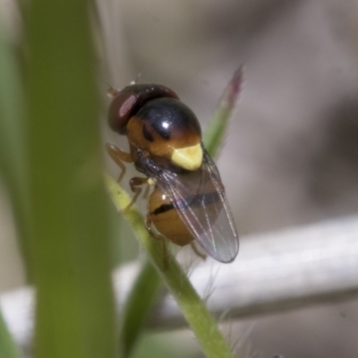 Chloropidae (family) (Frit fly) at Yaouk, NSW - 5 Dec 2021 by AlisonMilton