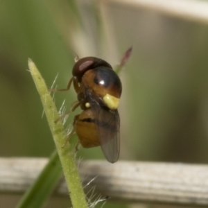 Chloropidae (family) at Yaouk, NSW - 5 Dec 2021