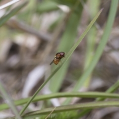 Chloropidae (family) at Yaouk, NSW - 5 Dec 2021