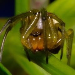 Deliochus sp. (genus) (A leaf curling spider) at Florey, ACT - 5 Dec 2021 by Kurt