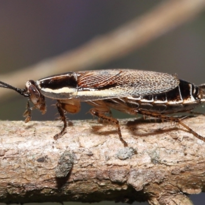 Balta bicolor (A balta cockroach) at Acton, ACT - 3 Dec 2021 by TimL