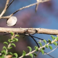 Balta bicolor at Acton, ACT - 3 Dec 2021 11:52 AM