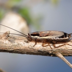 Balta bicolor at Acton, ACT - 3 Dec 2021 11:52 AM