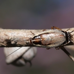 Balta bicolor at Acton, ACT - 3 Dec 2021 11:52 AM