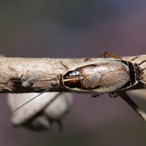 Balta bicolor at Acton, ACT - 3 Dec 2021 11:52 AM