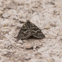 Synemon plana (Golden Sun Moth) at Forde, ACT - 6 Dec 2021 by CedricBear