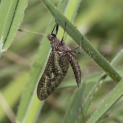 Ephemeroptera (order) (Unidentified Mayfly) at Yaouk, NSW - 5 Dec 2021 by AlisonMilton