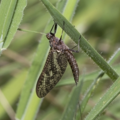 Ephemeroptera (order) (Unidentified Mayfly) at Yaouk, NSW - 5 Dec 2021 by AlisonMilton