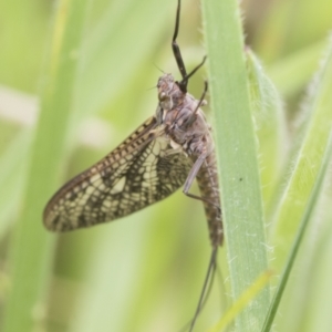 Ephemeroptera (order) at Yaouk, NSW - 5 Dec 2021 12:09 PM