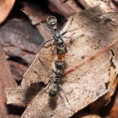 Myrmecia sp., pilosula-group (Jack jumper) at Acton, ACT - 5 Dec 2021 by TimL