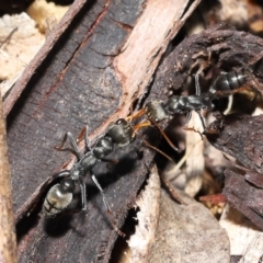 Myrmecia sp., pilosula-group at Acton, ACT - 5 Dec 2021