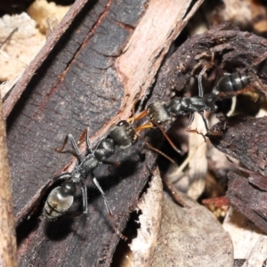 Myrmecia sp., pilosula-group at Acton, ACT - 5 Dec 2021 11:55 AM