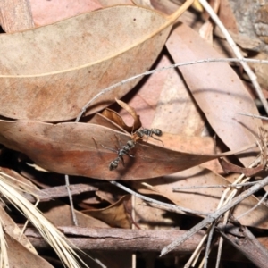 Myrmecia sp., pilosula-group at Acton, ACT - 5 Dec 2021 11:55 AM