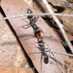 Myrmecia sp., pilosula-group at Acton, ACT - 5 Dec 2021 11:55 AM