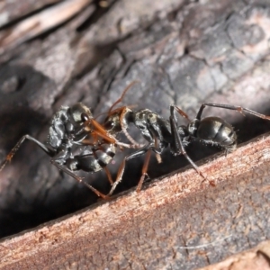 Myrmecia sp., pilosula-group at Acton, ACT - 5 Dec 2021 11:55 AM