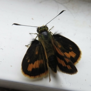 Ocybadistes walkeri at Hughes, ACT - 2 Dec 2021